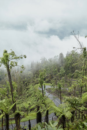 Mystical atmosphere in a destroyed forest on a volcano after an ash eruption. The jungle is reborn on a mountain covered in a cloud or fogの写真素材
