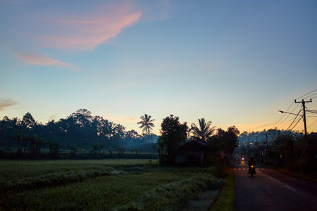 Silhouette of palm and tropical trees against the sunsetの写真素材