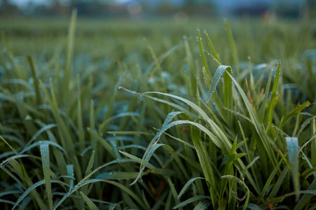 New juicy green rice terraces are covered with morning dew on the popular island of Baliの写真素材