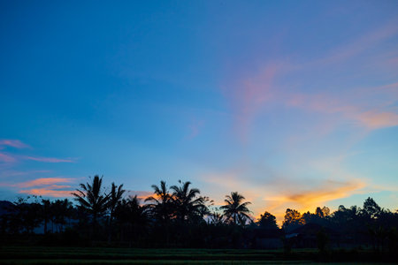 Silhouette of palm and tropical trees against the sunsetの写真素材