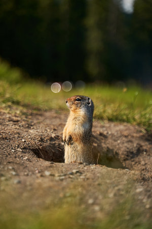 Prairie dogs in their native environment in the meadows in the mountains near their den