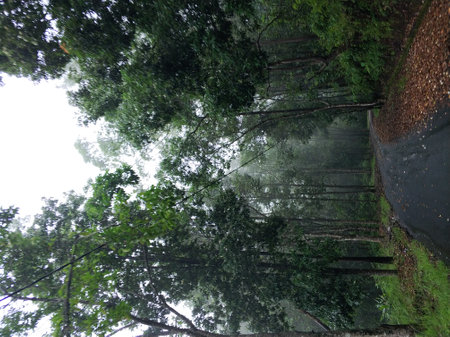 A road in the mountains in the fog after a storm. Around and on the way are broken trees and branches.の写真素材