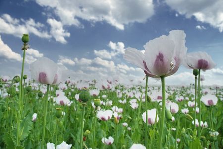 Poppy field and blue sky in the natureの写真素材