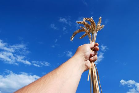 Grain and hand - sky and cloudyの写真素材