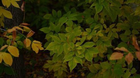 autumn leaves