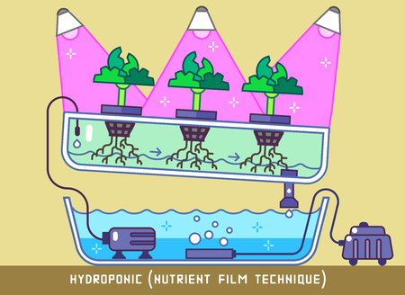 Plants Growing with Hydroponic Nutrient Film Technique Under Phytolampsのイラスト素材