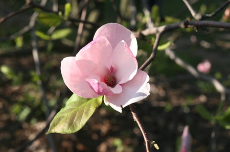 Magnolia flower treeの写真素材