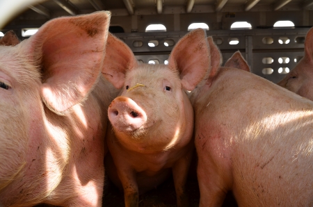 Pigs inside of a livestock trailerの写真素材
