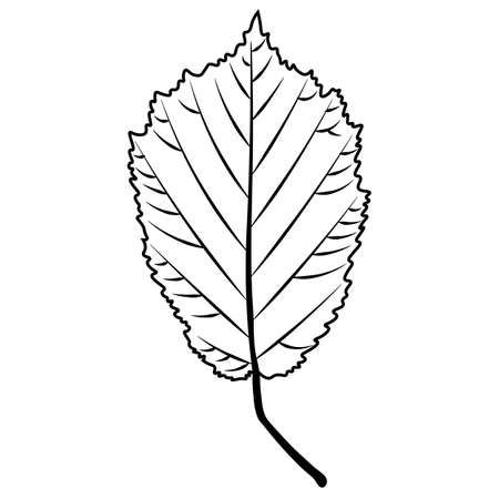 hazel leaf vector - black and whiteのイラスト素材