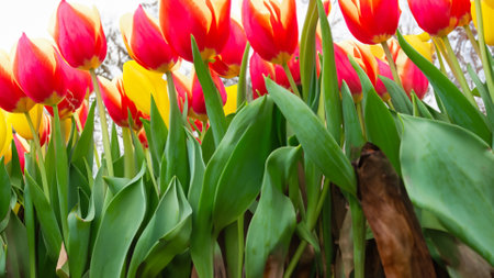 tulips. a bulbous spring-flowering plant of the lily family, with boldly colored cup-shaped flowers.