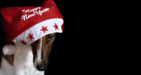 One very cute dog in a Christmas hat on a black background. Wide photo. High quality photoの写真素材