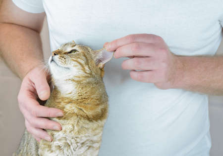 One cat is being examined by a doctor. High quality photoの写真素材
