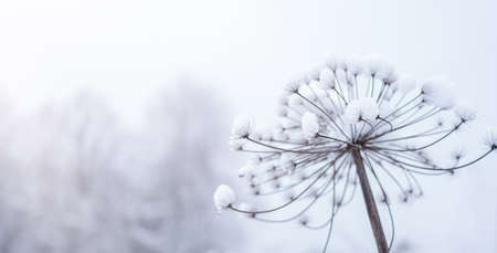 Winter landscape. Hogweed in the snow. High quality photoの写真素材