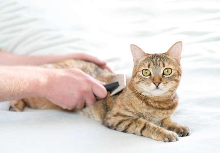 A man combs a cat lying on the bed. High quality photoの写真素材