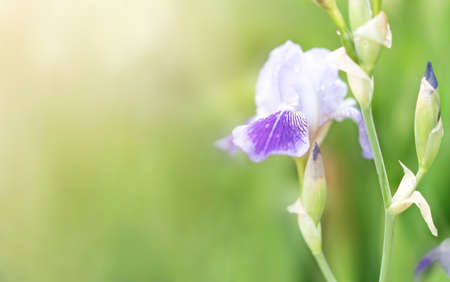 An iris flower in the sunlight. Summer background. High quality photo