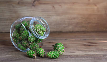 Green pine cones are collected in a jar. High quality photoの写真素材