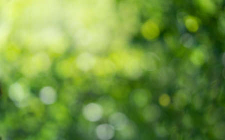 Green bokeh in the sun from the foliage of trees. High quality photoの写真素材