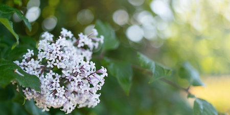 Lilac flowers close-up in the sun. High quality photoの写真素材