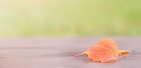 Golden autumn leaf, nature background. High quality photoの写真素材
