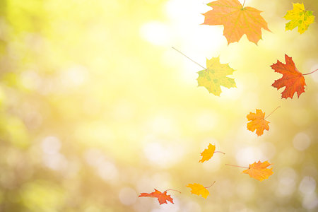Autumn background with colorful flying maple leaves. There is a place for your text. High quality...