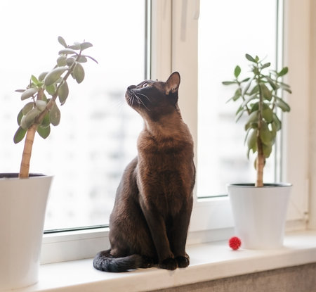 A chocolate-colored cat sits and looks out the window. High quality photoの写真素材