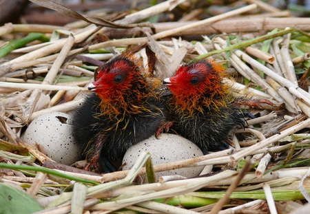 Ð¡hicken Common Coot (Fulica atra)の写真素材