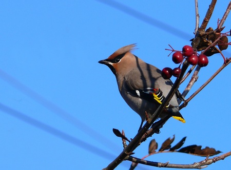 The Bohemian waxwing (Bombycilla garrulus)の写真素材
