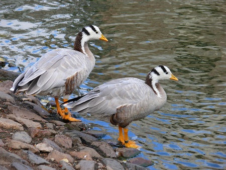 The Bar-headed Goose (Anser indicus)の写真素材