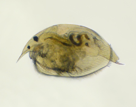 Pleuroxus truncatusの写真素材