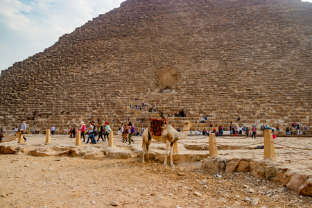 Camel near the ancient pyramid in Cairo, Egyptの写真素材