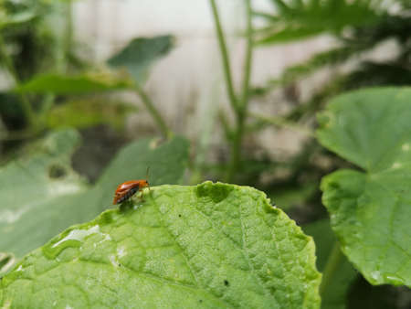 Insect pests perched on green leaves.