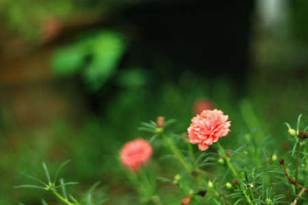 Close-up of small pink flowers.