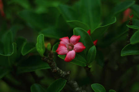 Close up a Azalea flowers Pink color flowers on the background.