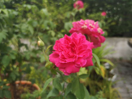 Pink rose with green leaves background.