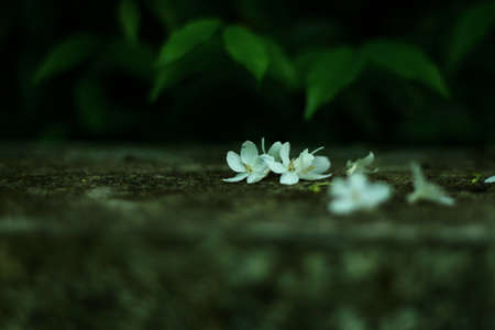 Small white flowers. There is a tree in the background.