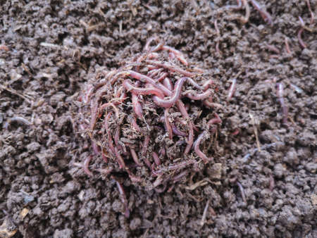 The earthworms are clustered in globules on the ground.の写真素材