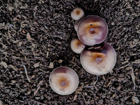 Small mushrooms