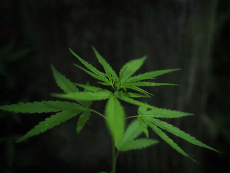 Marijuana plant with early white Flowers, cannabis leaves,の写真素材