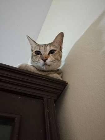 Thai cat, Cat Look at what interests you.
