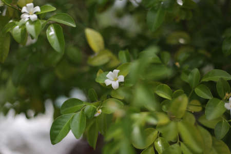 Murraya paniculata, Orange Jasmine, Small white flower and yellow pollen.の写真素材