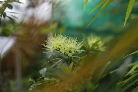 Golden Penda, Expo Gold, Xanthostemon chrysanthus. Yellow flower have many leaves is blur...