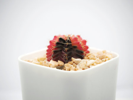 Cactus , a small cactus red with a small green in a white pot.の写真素材