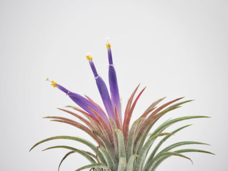 Garden flower have the green, pink and blue color Leaves.の写真素材
