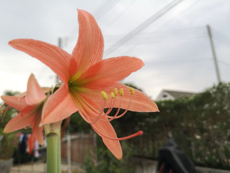 Pink Hippeastrum Johnsonii Bury Flowerの写真素材