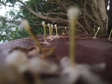 Wrightia religiosa Benth, Small white flowers have a leaves blurred in the background.