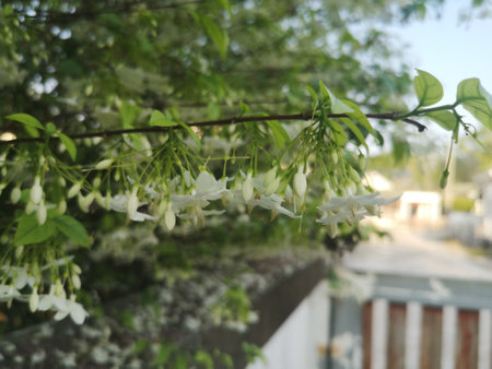 Wrightia religiosa Benth, Small white flowers have a leaves blurred in the background.