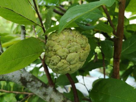 Noi Na fruit, Thai fruit, Custard apple, sweep-sop, sugar apple, Annona squamosa, Count Unit.