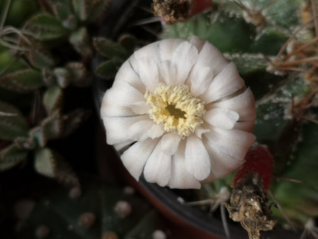 Flowers, flowers of cactus, pink flowers of cactus.