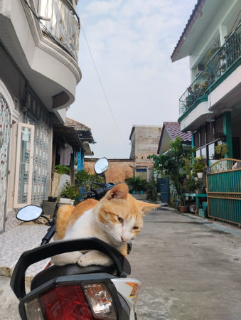 Cat sitting on a scooter in the old townの写真素材