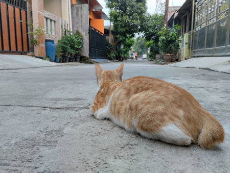 Orange cat lying on the floor in the street. Selective focus.の写真素材